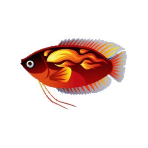 Fiery Gourami